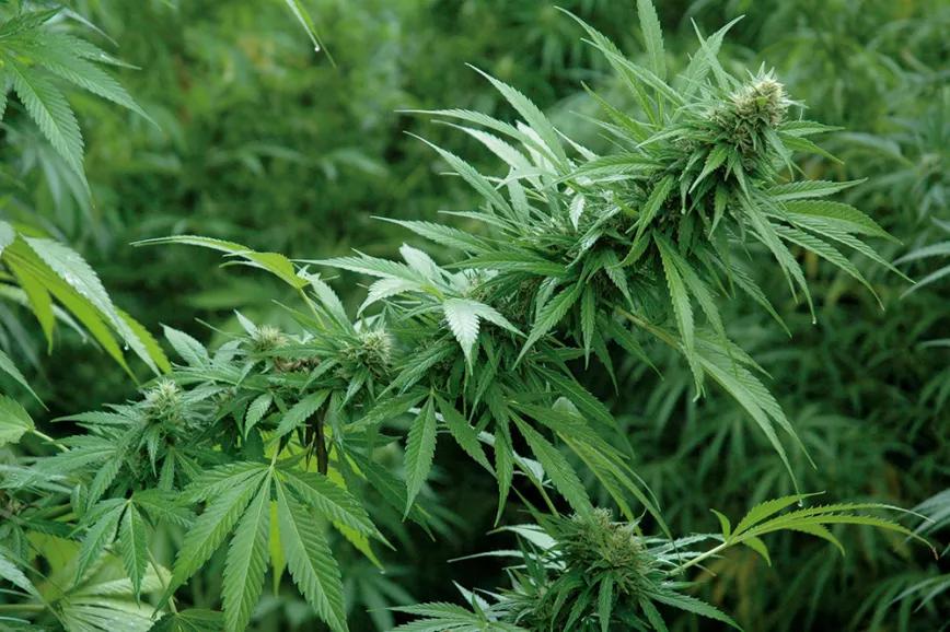 Imagen sin descripción