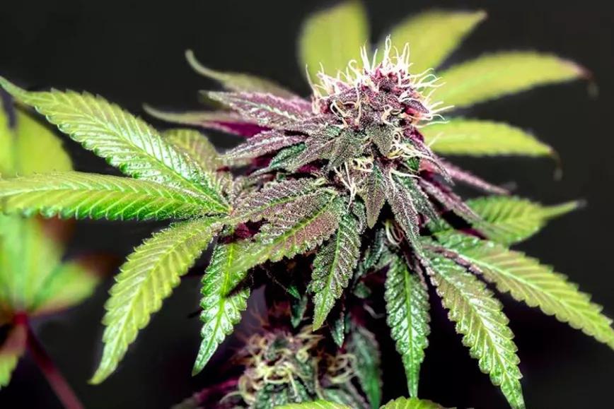 Imagen sin descripción