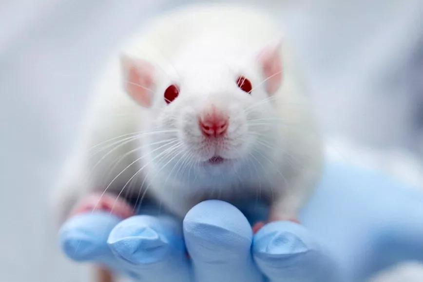 Imagen sin descripción