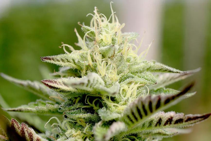 Imagen sin descripción