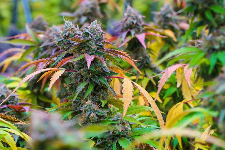 Imagen sin descripción