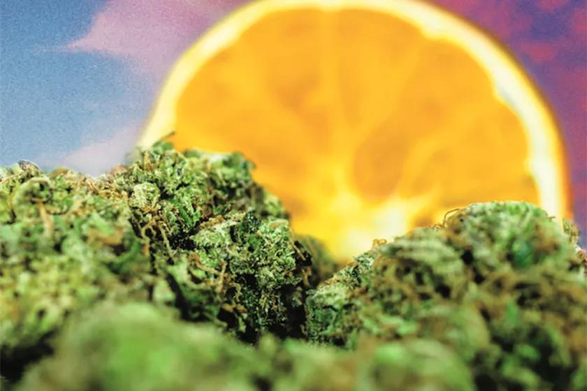 Imagen sin descripción