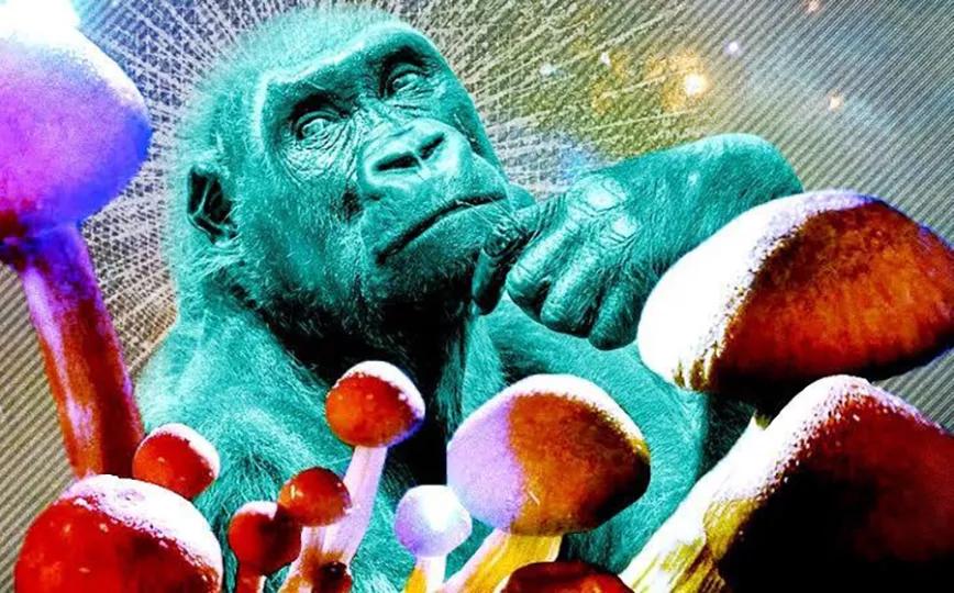 Imagen sin descripción