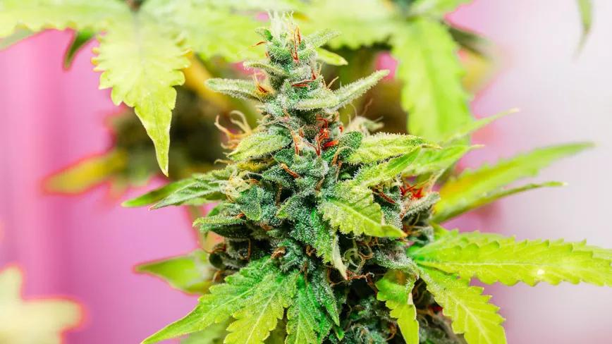 Imagen sin descripción