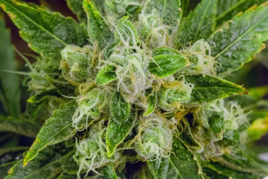 Imagen sin descripción