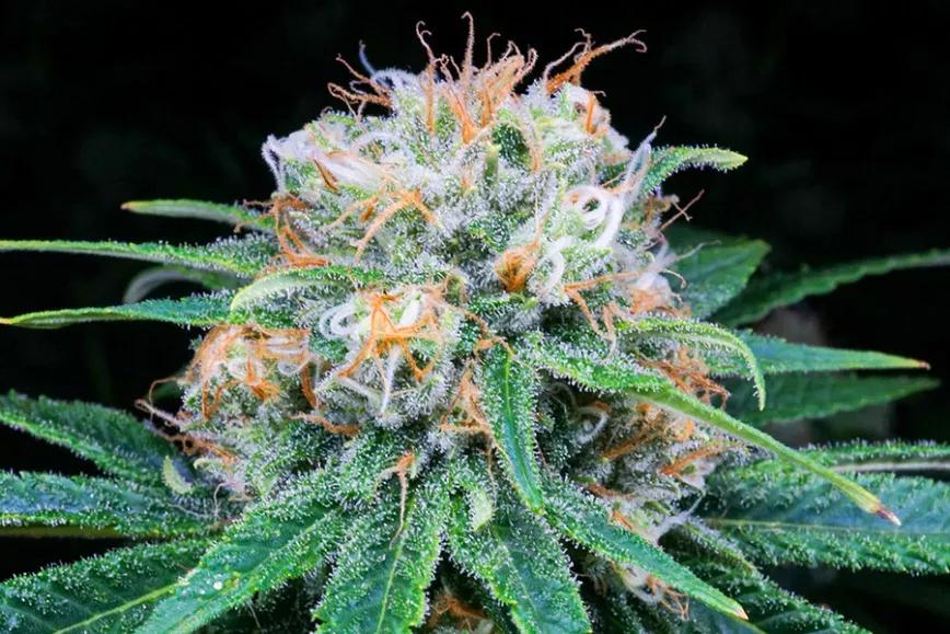 Imagen sin descripción