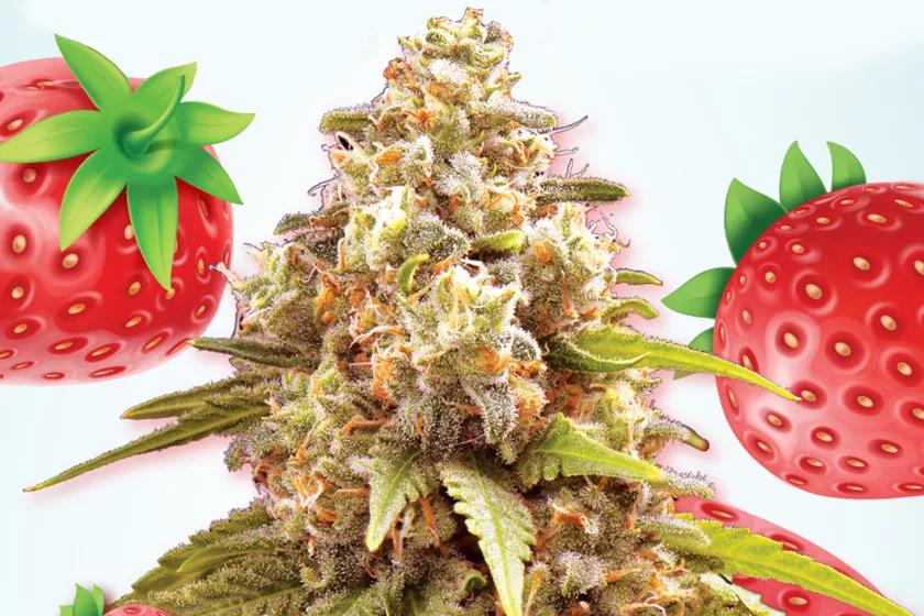 Imagen sin descripción