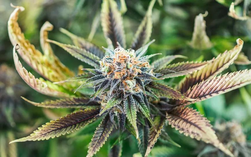 Imagen sin descripción