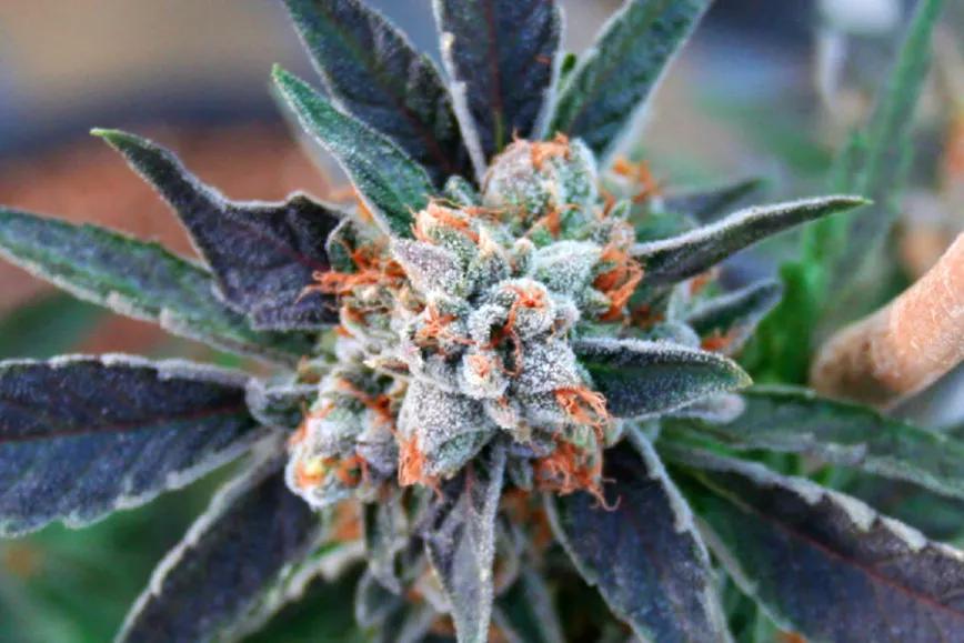 Imagen sin descripción