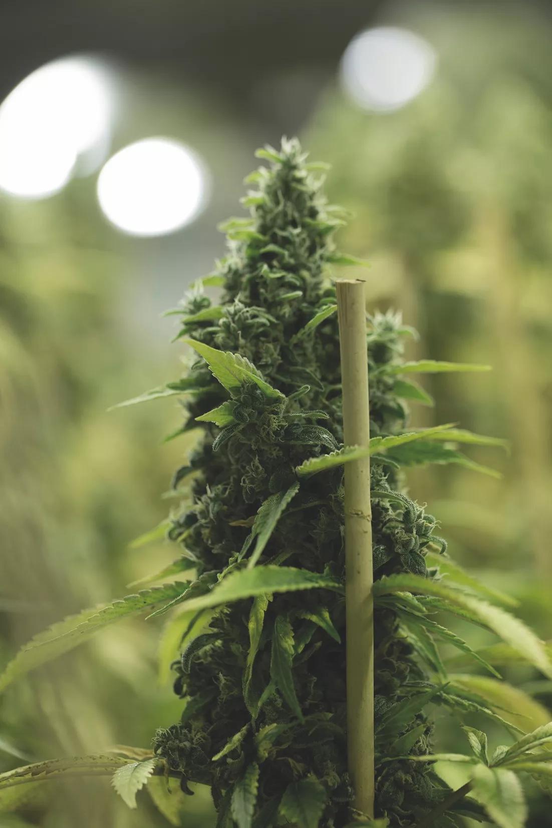 Un gran cogollo a mitad de floración