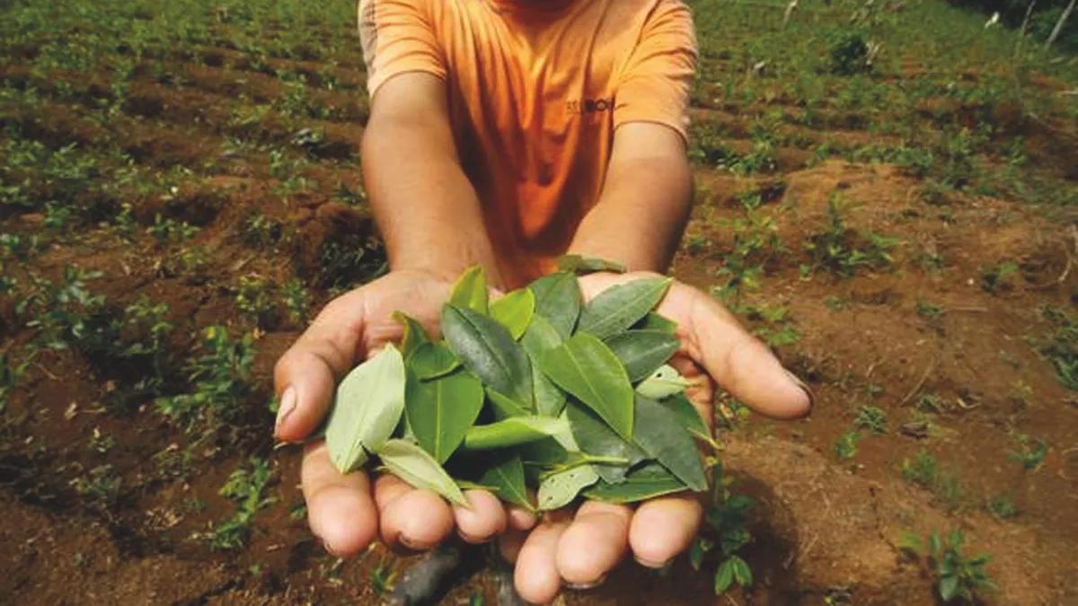 Hojas de coca