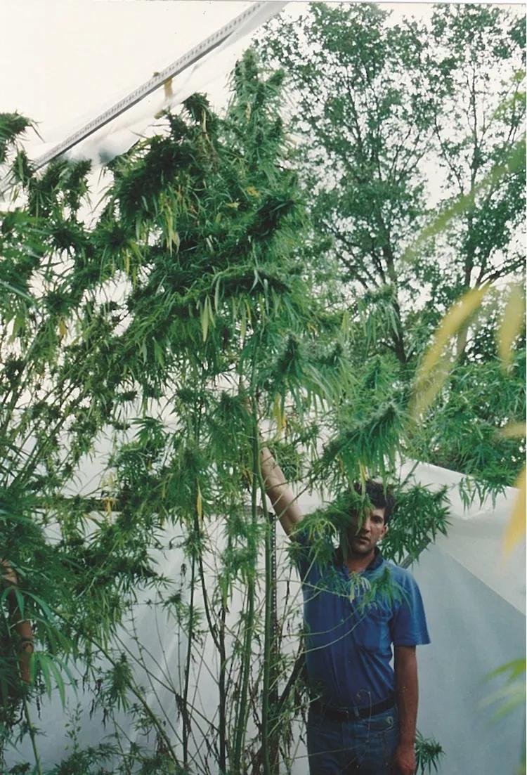 Las plantas del primer cultivo colectivo fueron arrasadas por la benemérita. No fue el caso de estas otras.