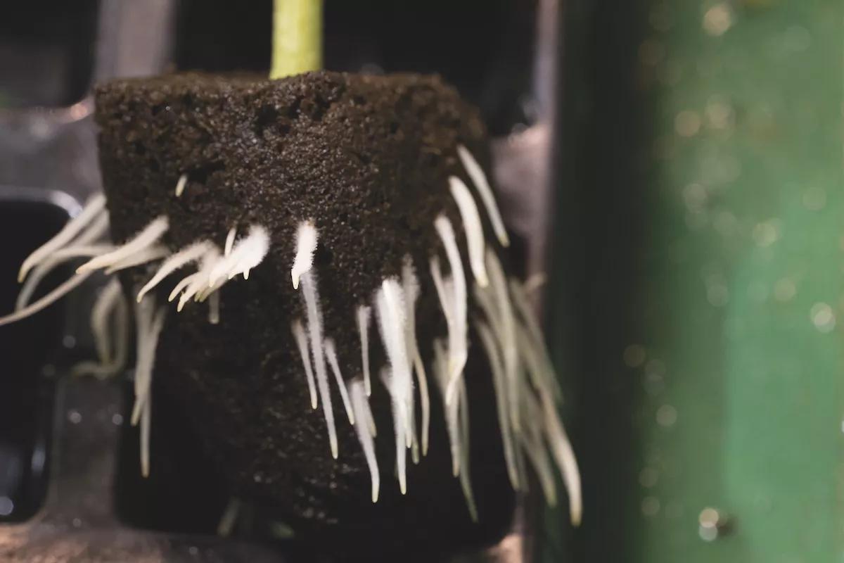 Las auténtica clave del asunto: la boca de las plantas está en las raíces