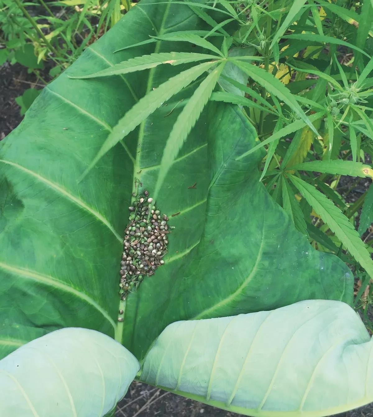 Semillas de una variedad autóctona en la República Democrática del Congo.