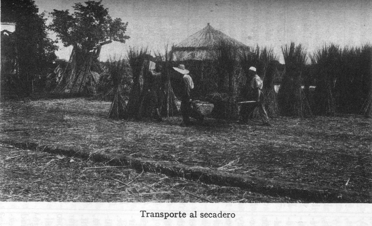Transporte al secadero