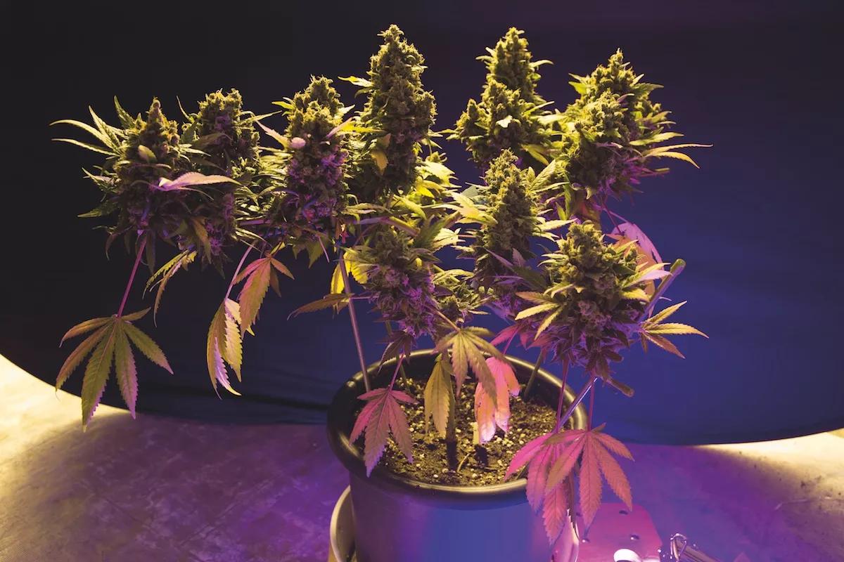 Las marihuanas bonsais de los cannabicultores nipones dan buenas cosechas