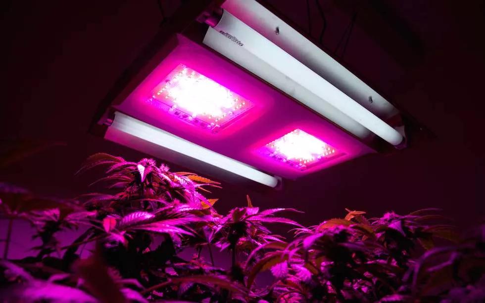 Cultivo en 5 pasos_02