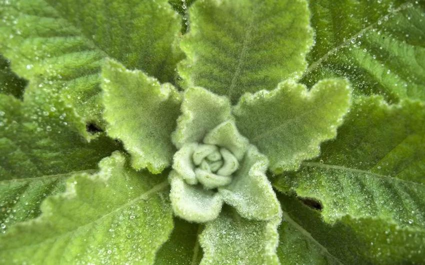 Verbascum