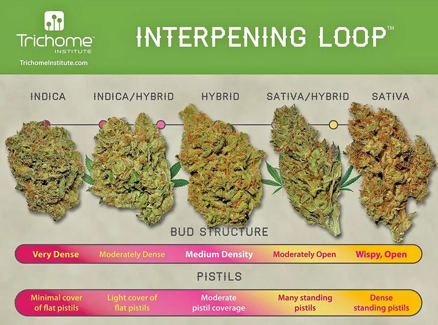 Una academia de Colorado forma a catadores de cannabis profesionales