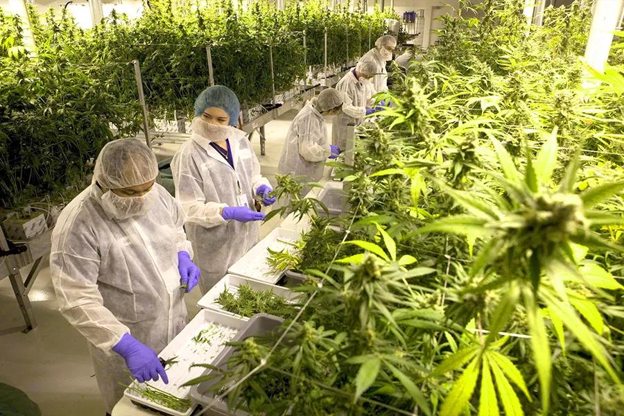 Españoles emigran a EE.UU. para trabajar en el negocio de la marihuana