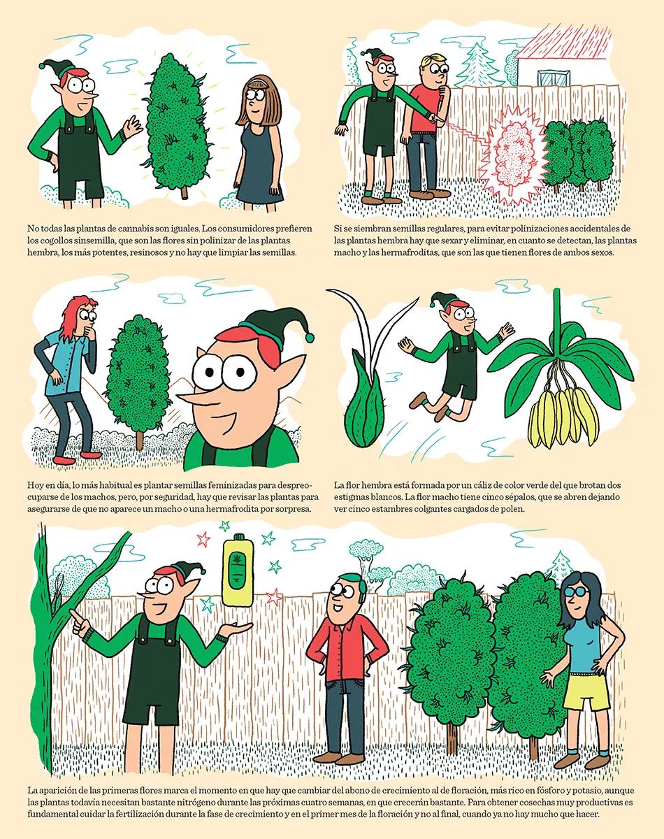 Cómic Floración y sexado