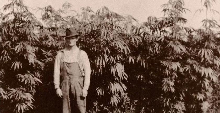 Cultura cannábica: El acta 137 de 1937