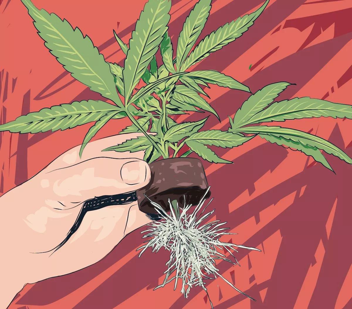 ¿Debo transplantar?