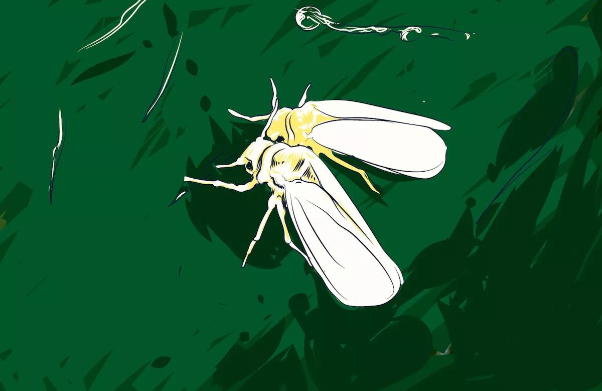 Mosca blanca