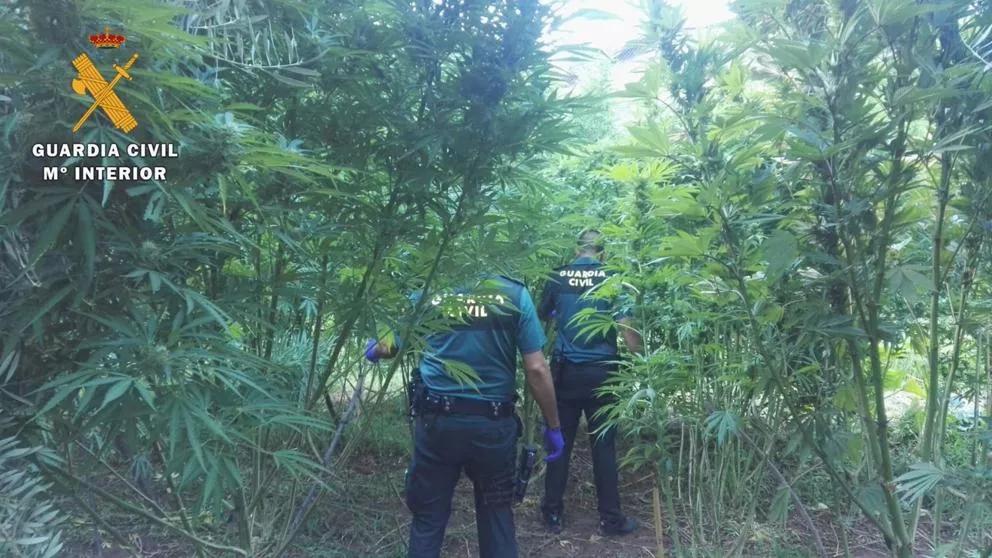 Concejal de Granada dimite por cultivar 355 plantas de marihuana