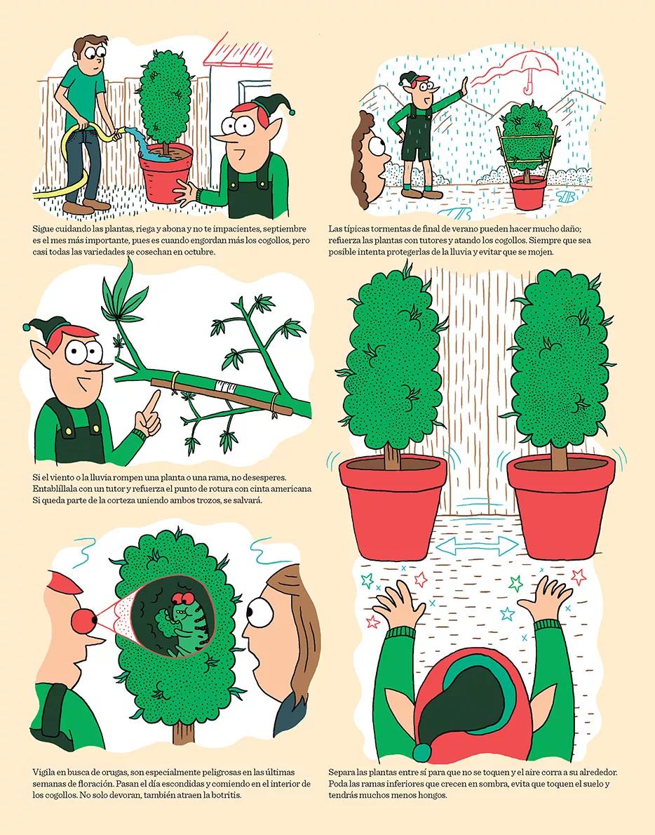 Cogollos y maduración