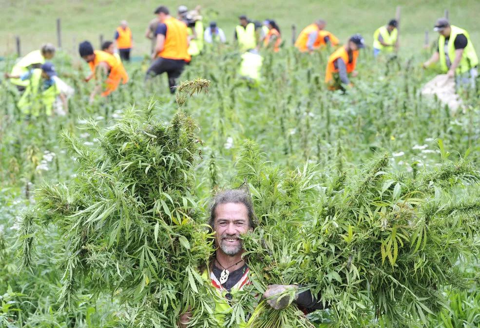 Hikurangi Cannabis Company