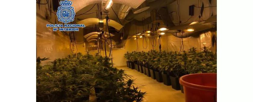 Detienen a una banda que ponía música clásica a sus plantas de marihuana