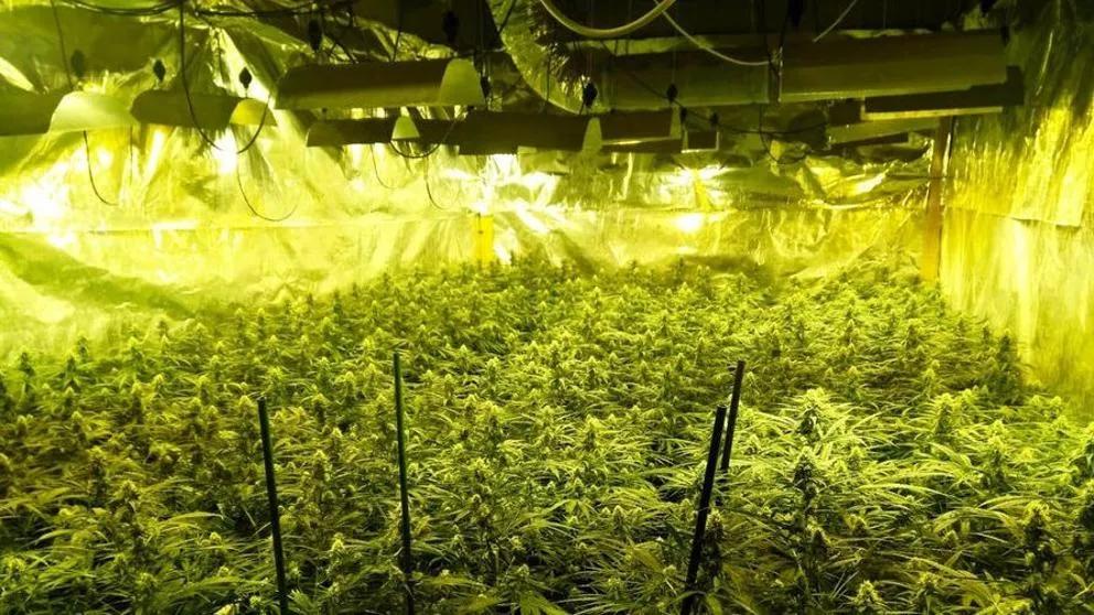 Decomisan cultivo por valor de 750.000 euros en Palafrugell 