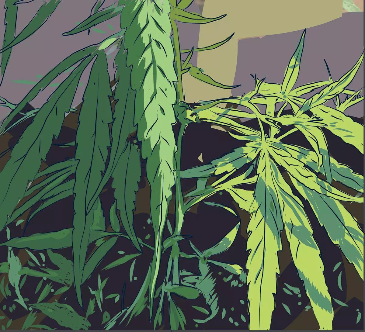 Floración en dos tiempos