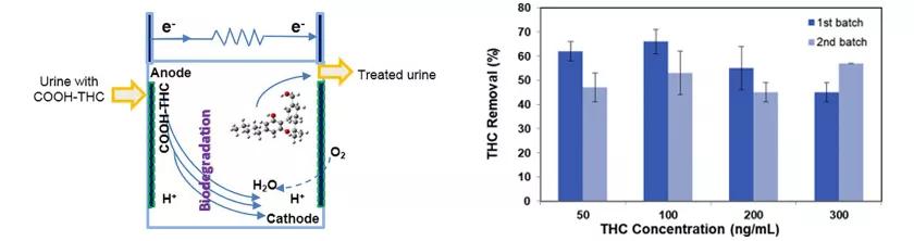Científicos turcos usan orina de consumidores de marihuana para generar electricidad
