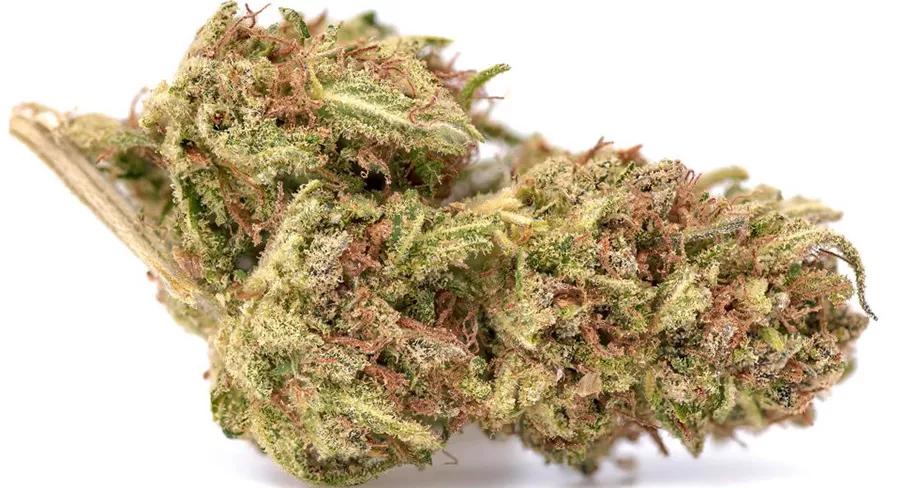 Ol’ Betsy de Liontree Farms