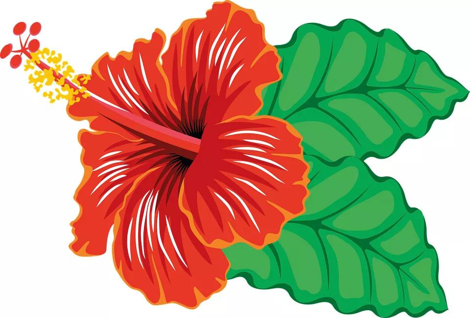 Flor de hibisco