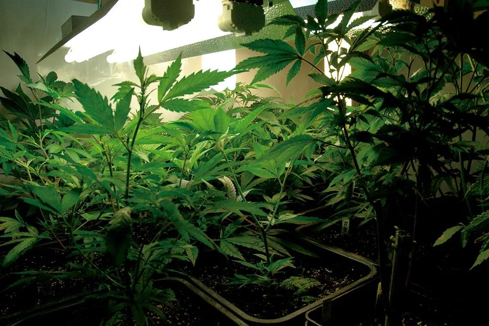 Los fluorescentes son una buena alternativa para el crecimiento de las plántulas. 