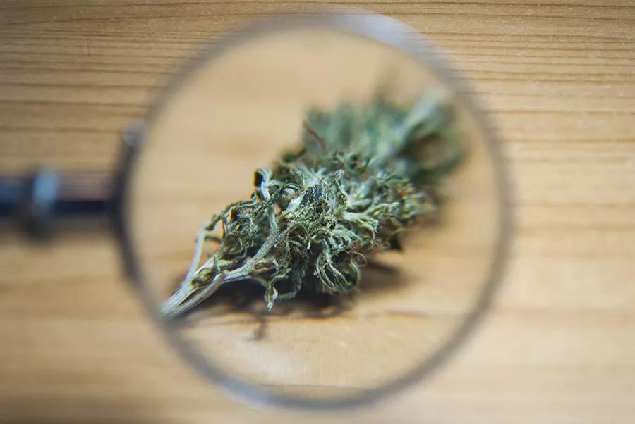 Cómo saber si tu cannabis está enmohecido