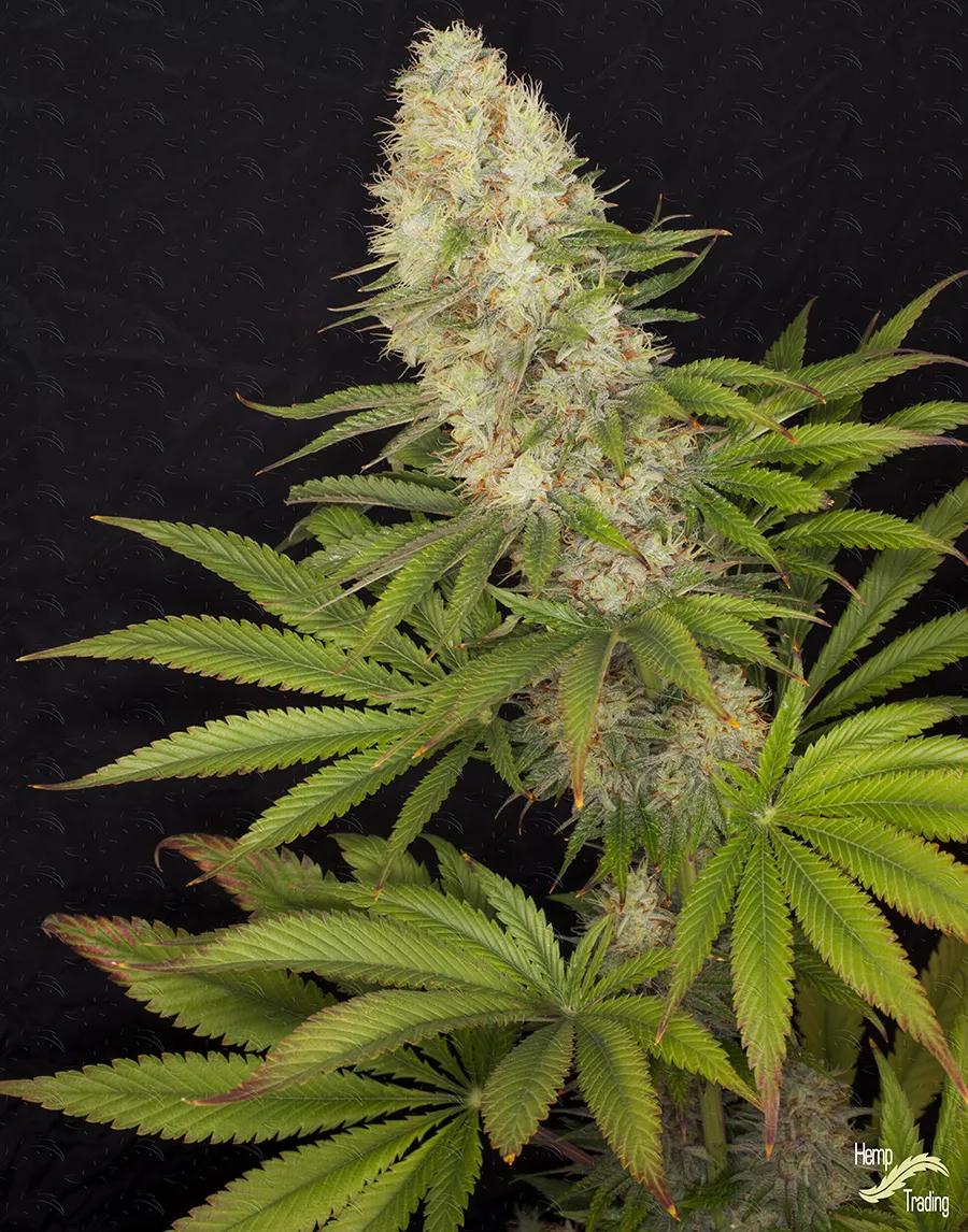 Hemp Trading y la UPV desarrollan la primera variedad medicinal legal en España