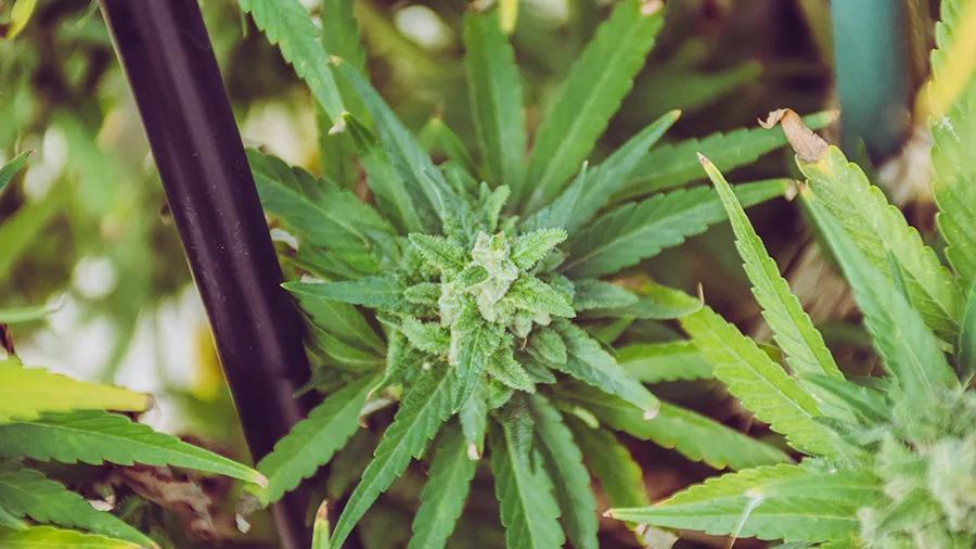 Fish·Mix de Biobizz