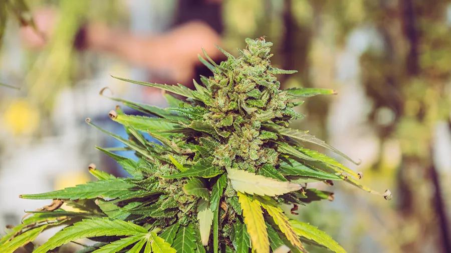 Pescado y azúcar: la combinación perfecta