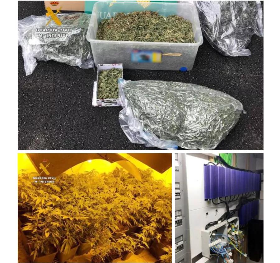 Investigan presidente de asociación cannábica por cultivo de marihuana