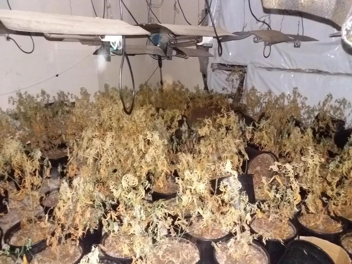 Alguien convirtió una antigua estación de policía en una granja de weed