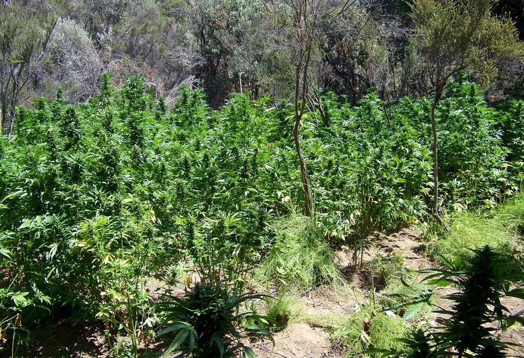 Un estudio del Departamento de Justicia de los EE.UU asegura que las plantaciones ilegales de cannabis en los parques nacionales del país se reducen cuando se legaliza la marihuana.