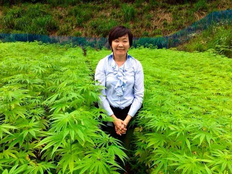 La primera dama de Japón quiere resucitar la cultura del cáñamo en su país