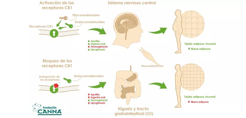 El sistema endocannabinoide