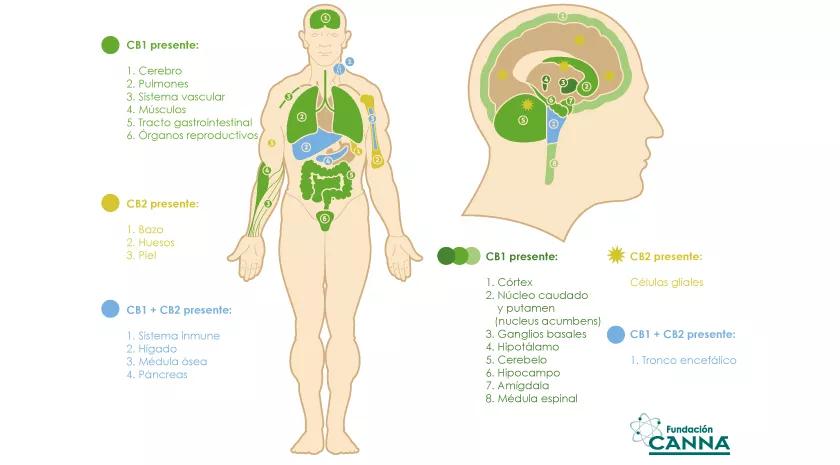 El sistema endocannabinoide