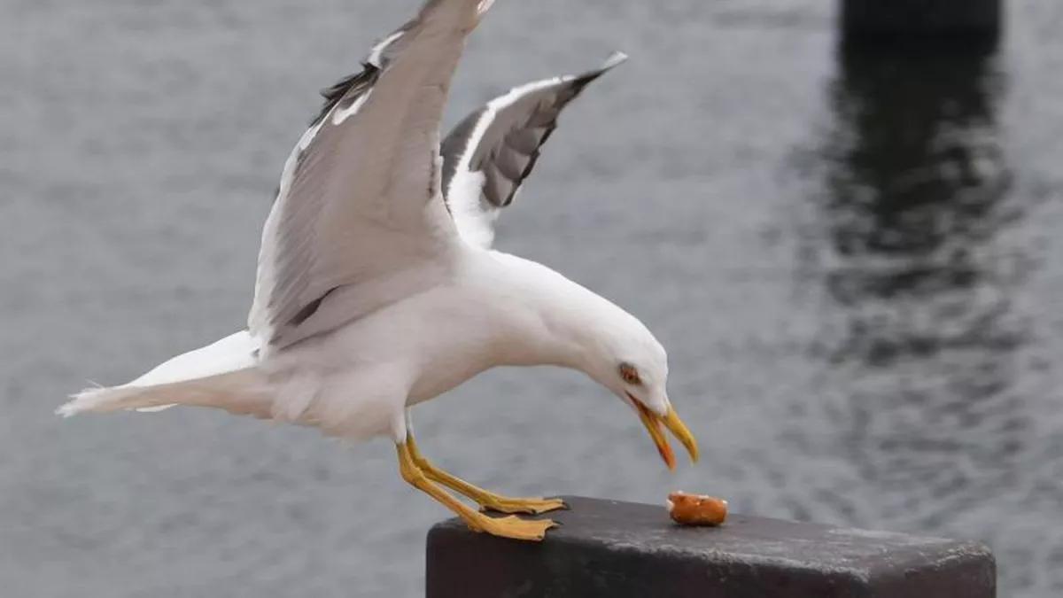 Gaviota roba bolsa con marihuana y evita que sus propietarios vayan a la cárcel