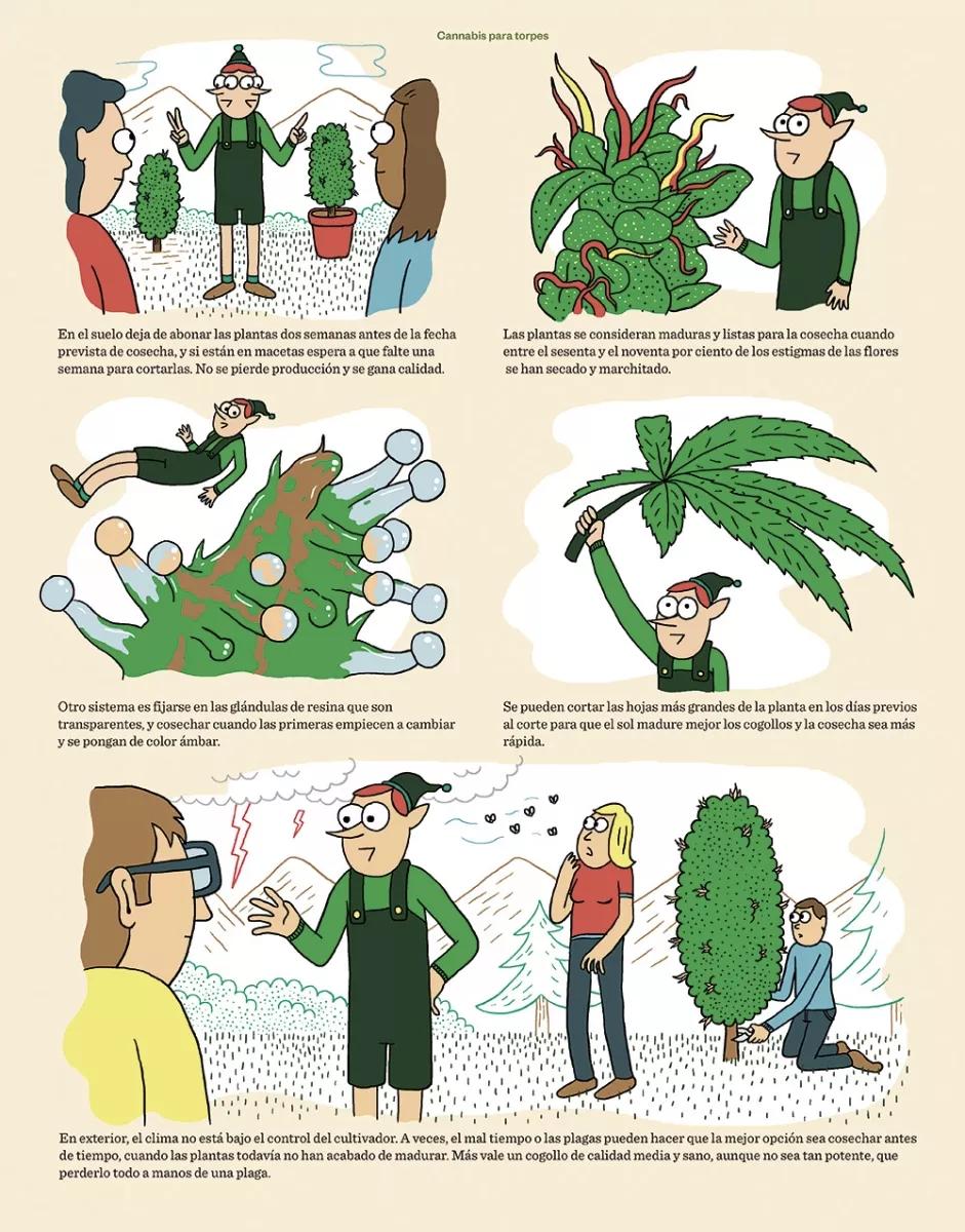 Cannabis para torpes 20